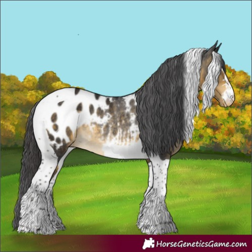 Horse Color:Buckskin Tobiano Appaloosa Rabicano 