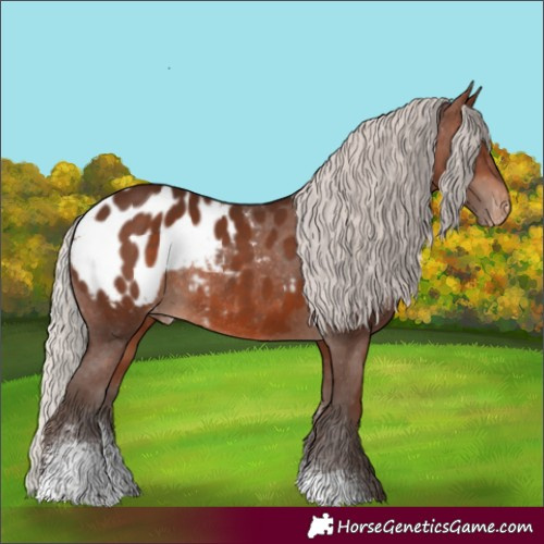 Horse Color:Silver Brown Sabino Appaloosa Rabicano 