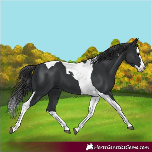 Horse Color:Black Splash Tobiano 