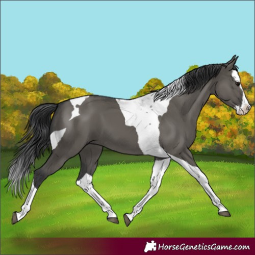 Horse Color:Grullo Splash Tobiano 