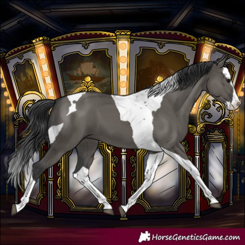 Horse Color:Grullo Splash Tobiano 