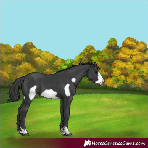 Horse Color:Black Frame 