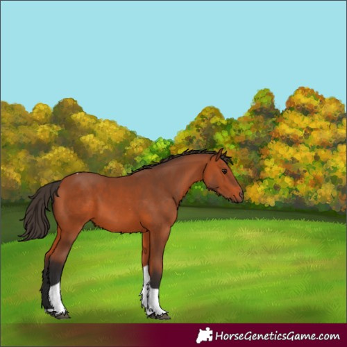 Horse Color:Bay Tobiano Rabicano 