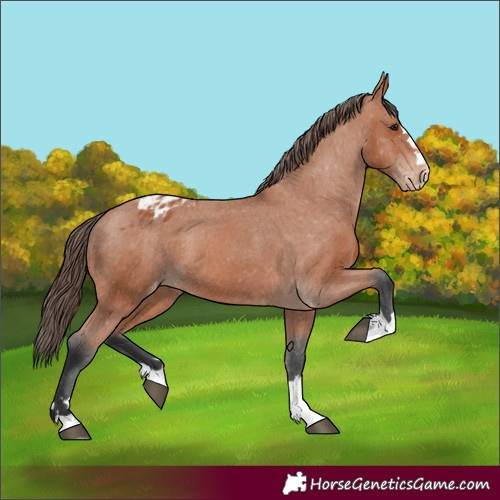 Horse Color:Bay Varnish