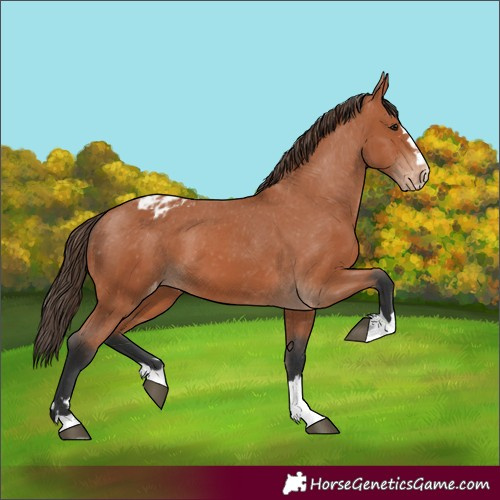Horse Color:Bay Appaloosa 