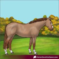 Horse Color:Red Dun Rabicano