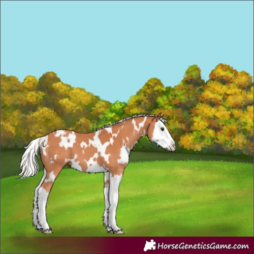 Horse Color:White Spotted Silver Bay Splash 