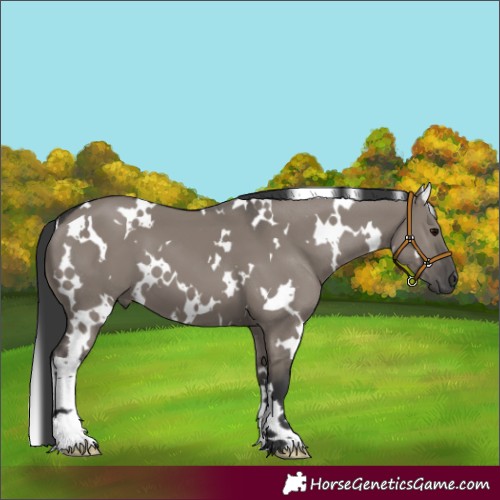Horse Color:White Spotted Grullo 