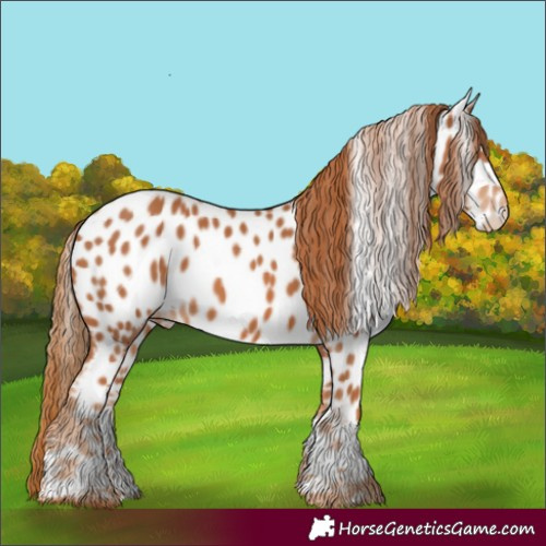 Horse Color:Chestnut Appaloosa 