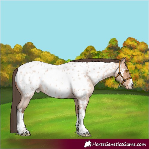 Horse Color:White Spotted Amber Champagne Roan Near Leopard