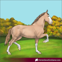 Horse Color:Gold Champagne Splash 