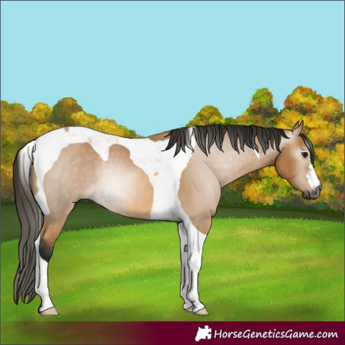 Horse Color:Gray Buckskin Tobiano