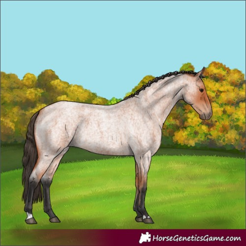 Horse Color:Bay Roan 