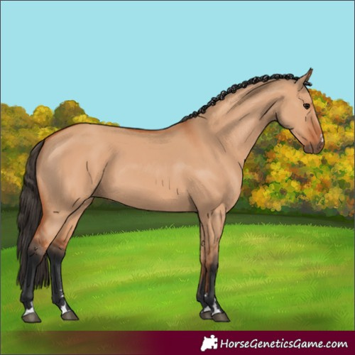 Horse Color:Bay Dun 