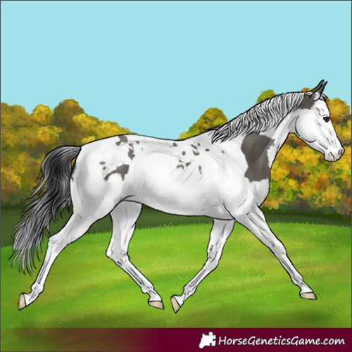 Horse Color:Grullo Splash Tobiano 