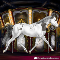 Horse Color:Grullo Splash Tobiano 