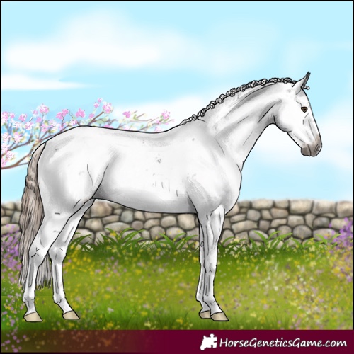 Horse Color:Gray White Spotted Liver Chestnut Sabino Blanket 