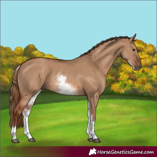 Horse Color:White Spotted Red Dun 