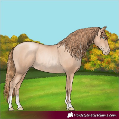 Horse Color:Gold Champagne Pearl Rabicano and Gold Champagne Pearl Rabicano