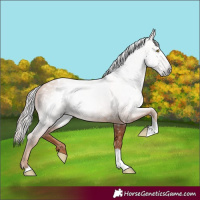 Horse Color:Gray Gold Champagne Tobiano