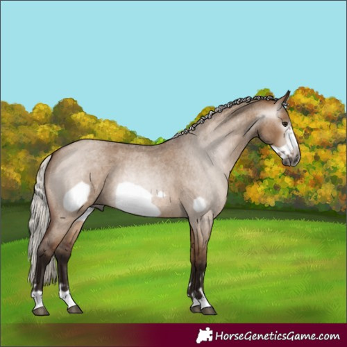 Horse Color:Gray Silver Bay Roan Dun Frame 