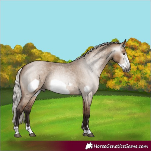 Horse Color:Gray Silver Bay Roan Dun Frame 