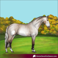 Horse Color:Gray Silver Bay Roan Dun Frame