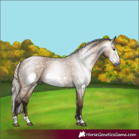 Horse Color:Gray Silver Bay Roan Dun Frame 
