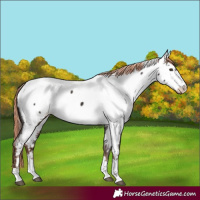 Horse Color:Liver Chestnut Fewspot 