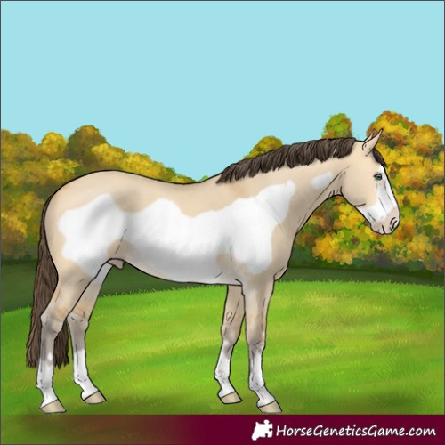 Horse Color:Amber Cream Champagne Dun Frame 