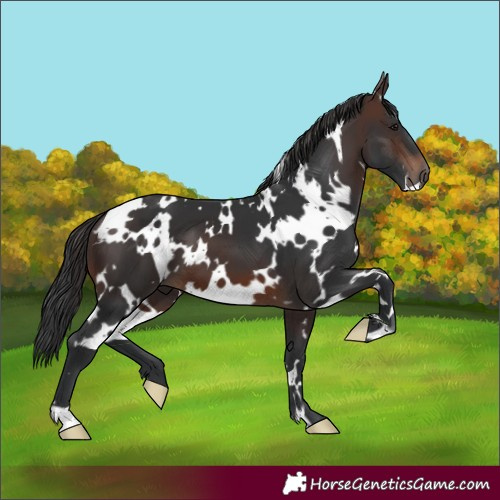 Horse Color:White Spotted Brown 