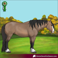 Horse Color:Brown Dun 