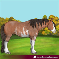 Horse Color:Bay Sabino Splash 