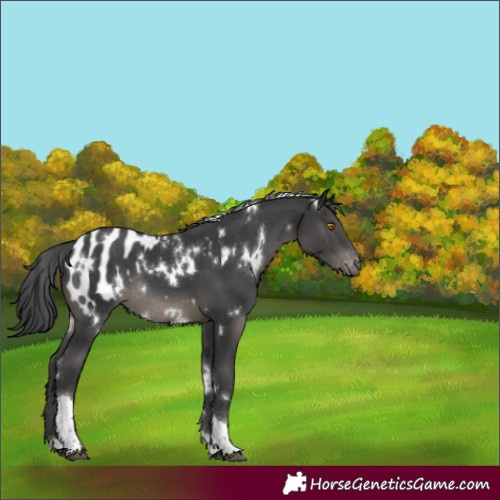 Horse Color:White Spotted Black Tobiano Blanket Rabicano 