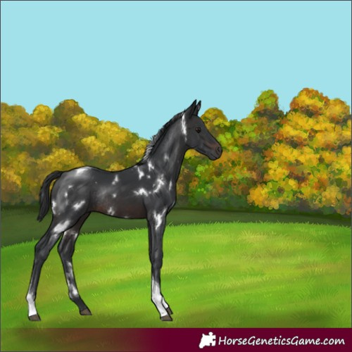 Horse Color:White Spotted Brown Tobiano Rabicano 