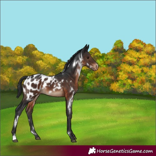 Horse Color:White Spotted Brown Blanket 