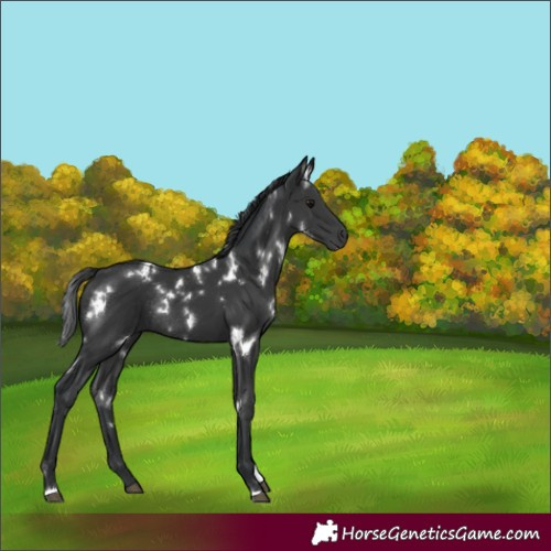 Horse Color:White Spotted Black Rabicano 
