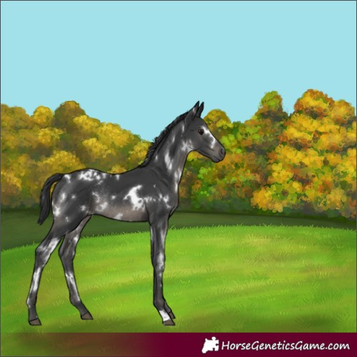 Horse Color:White Spotted Black Rabicano 