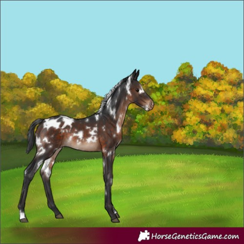 Horse Color:White Spotted Brown Varnish Rabicano 