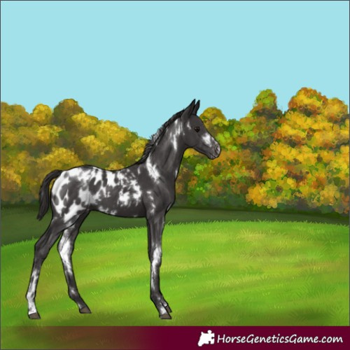 Horse Color:White Spotted Smoky Black Blanket 