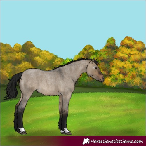 Horse Color:Gray Brown Roan Dun 