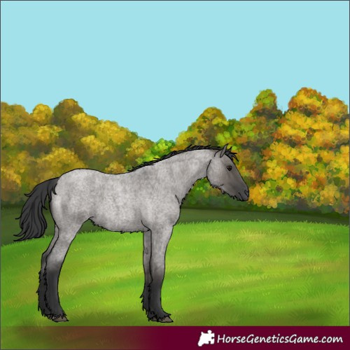 Horse Color:Grullo Roan 