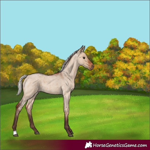 Horse Color:Silver Brown Roan Dun 