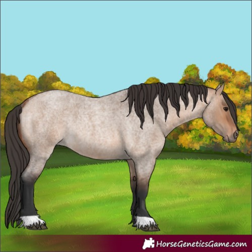 Horse Color:Bay Roan Dun Rabicano 