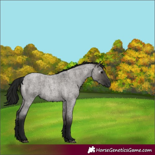 Horse Color:Gray Grullo Roan 