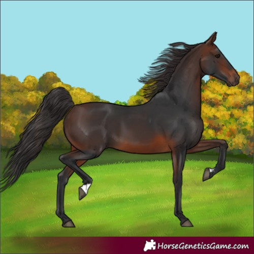 Horse Color:Brown 