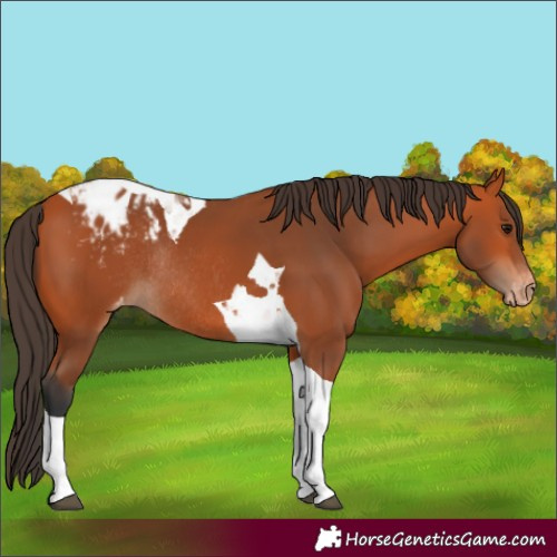 Horse Color:Bay Tobiano Blanket Rabicano 