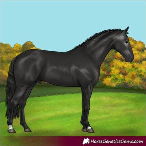 Horse Color:Gray Black 