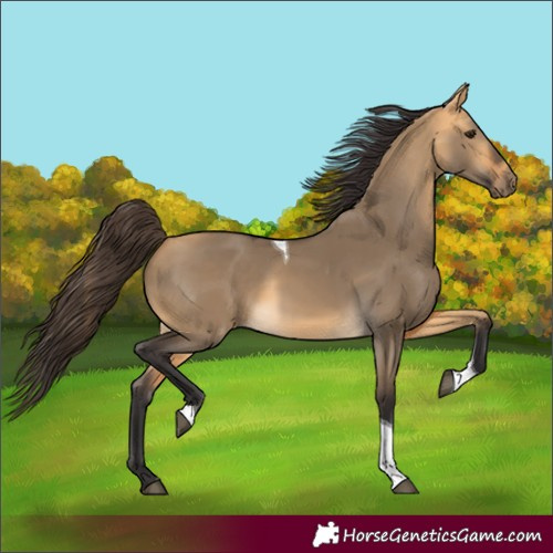 Horse Color:Buckskin Dun Tobiano 