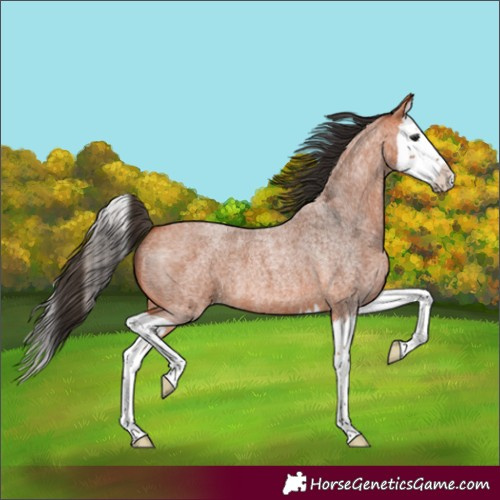Horse Color:Bay Roan Splash 